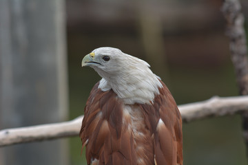 Brahminy Kite