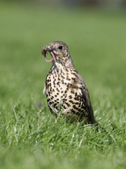 Mistle thrush, Turdus viscivorus