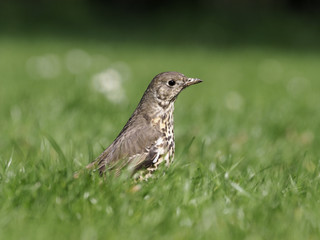 Mistle thrush, Turdus viscivorus
