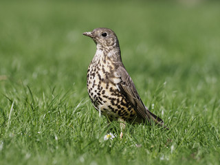 Mistle thrush, Turdus viscivorus