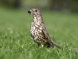 Mistle thrush, Turdus viscivorus