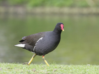 Moorhen, Gallinula chloropus
