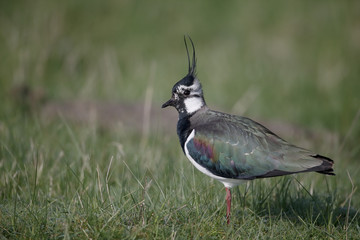 Northern lapwing, Vanellus vanellus