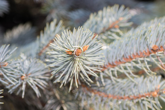 Fototapeta tree and fir-tree