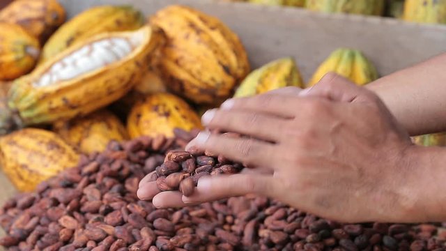Hands select cocoa beans manually. Brown. Cocoa background
