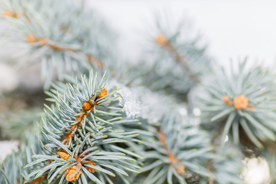 Fototapeta tree and fir-tree