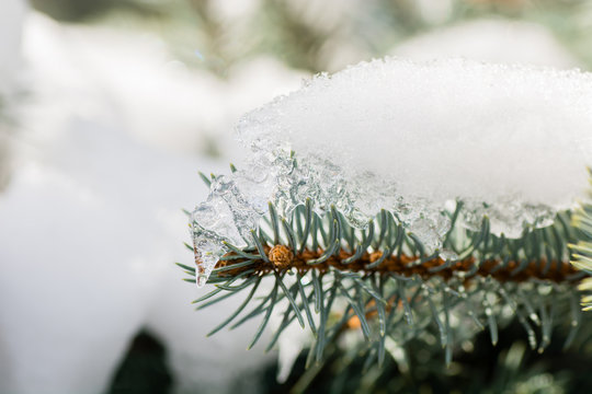 Fototapeta tree and fir-tree