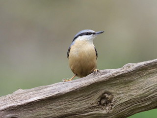 Nuthatch, Sitta europaea