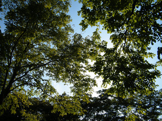 Obraz premium Green tree with blue sky in forest