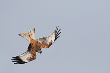 Red kite, Milvus milvus