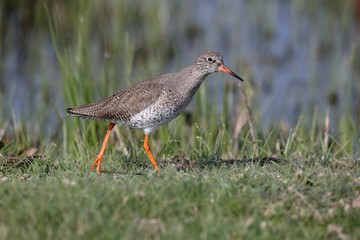 Redshank, Tringa totanus