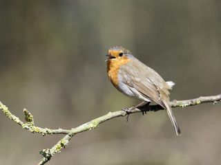 Robin, Erithacus rubecula