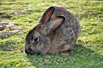 Rabbit eating grass on a sunny meadow.