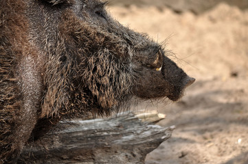 Fototapeta premium Animal close-up photography. Adult wild boar portrait.