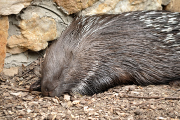 Animal close-up photography. Porcupine sleeping and heated in the sun.