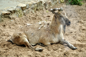 Mountain goat lying and heated in the sun.