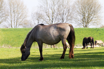 Konik Horses grazing at Millingerwaard/ Netherlands © Manninx