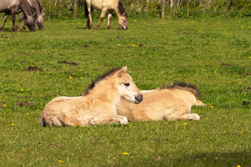 Konik Horse Foal takes a rest / Netherlands © Manninx