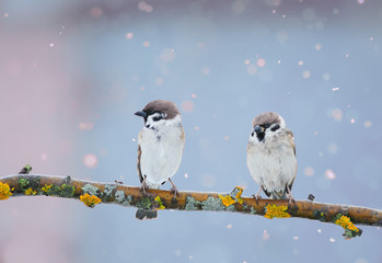 two funny birds are sitting in the Park on a branch during a spring snowfall