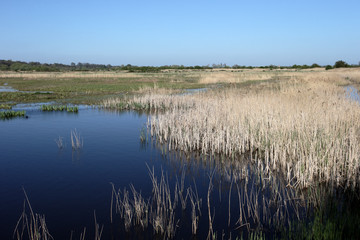 Stodmarsh National Nature Reserve