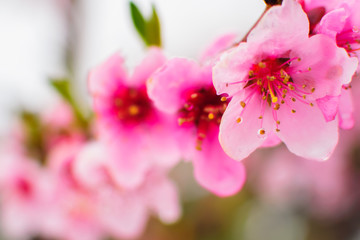 Close up of Spring flowers background
