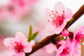 Close up of Spring flowers 