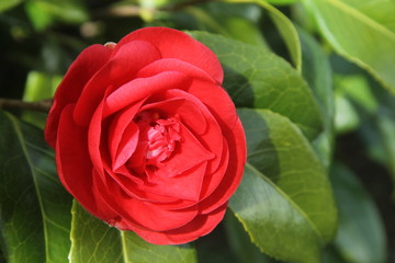 Red Flower