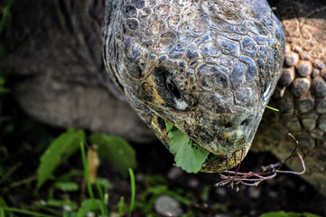 Fototapeta premium Animal close-up photography. Giant tortoise eats grass.