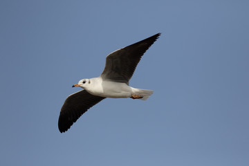 Black-headed gull, Chroicocephalus ridibundus