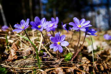 First fresh blue violets in the forest