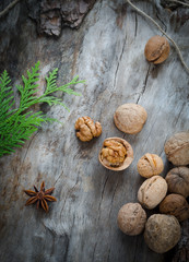 Walnuts on aged wood from a branch of the thuja