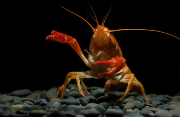 crayfish