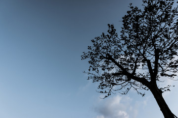 Silhouette tree with blue sky and clouds