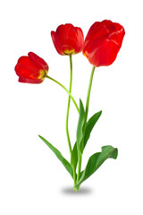 Obraz premium flowers, three tulips