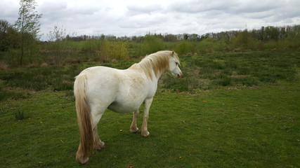 White wild horse in Dutch landscape