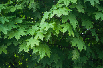 feuilles d 'érable
