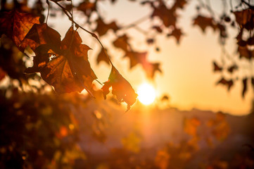 Tree brunch on sun background