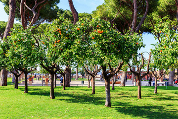 Fototapeta na wymiar Orange garden in Rome