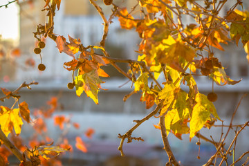 Tree brunch on sun background