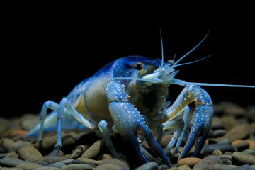 crayfish