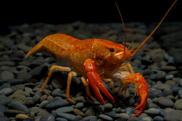 crayfish