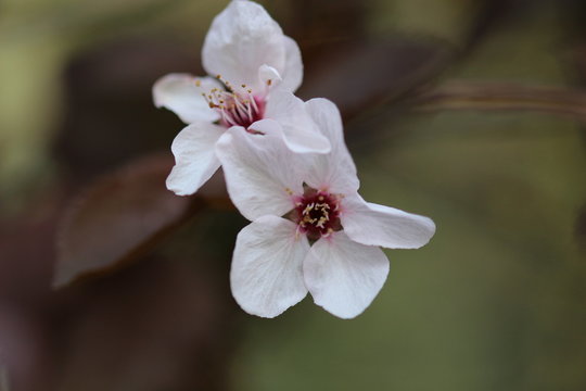 Der Fr&uuml;&uuml;hling erwacht