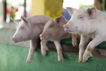 A Group of  Piglets
