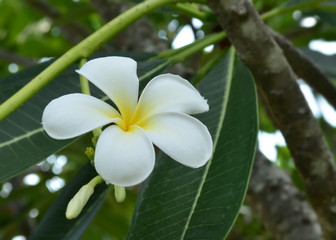 Beautiful plumeria flower (frangipani) in the garden.