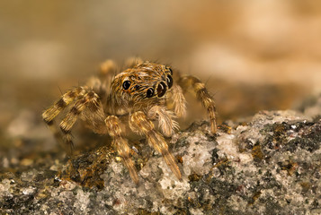 A beautiful spider