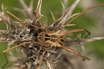 A beautiful spider