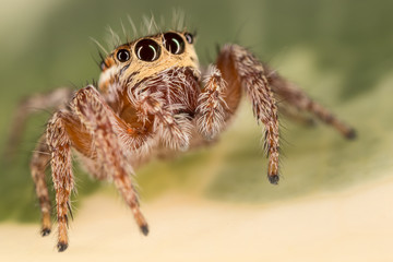 A beautiful spider