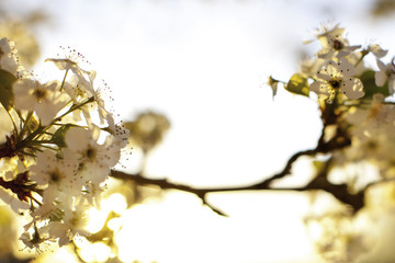 Blossoms with sun rays 