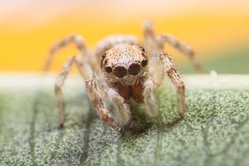 A beautiful spider wide of image is 5mm