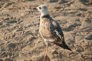 Seagull on the beach